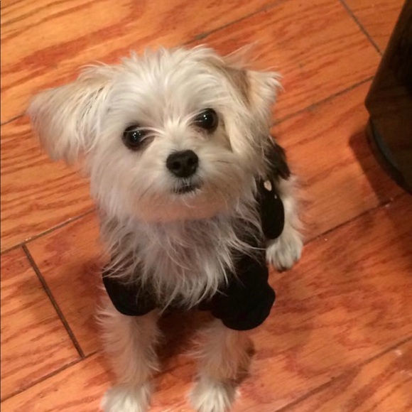 Meet your Posher, Jess - Picture 1 of 1